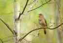 A legérdekesebb dolog a nightingales-ről